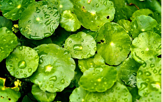 What is Cica? What’s it good for?